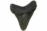 Juvenile Megalodon Tooth - South Carolina #310498-1